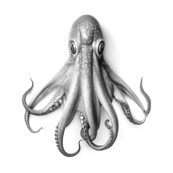 Octopus flash 9 — Apollo Tattoo Studio