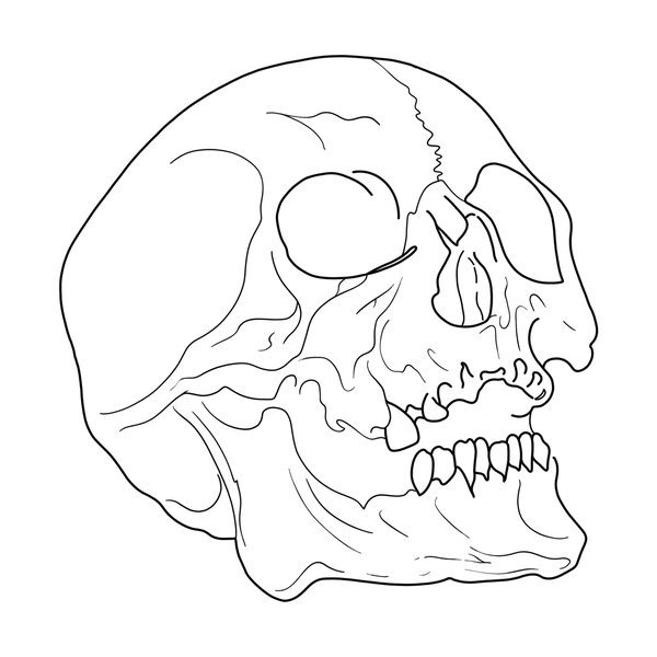 Skull flash 6 — Apollo Tattoo Studio