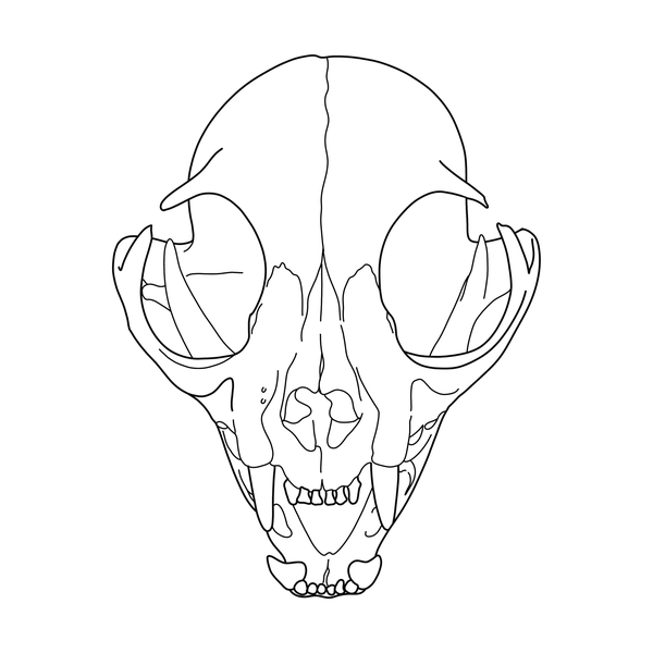 Skull flash 10 — Apollo Tattoo Studio