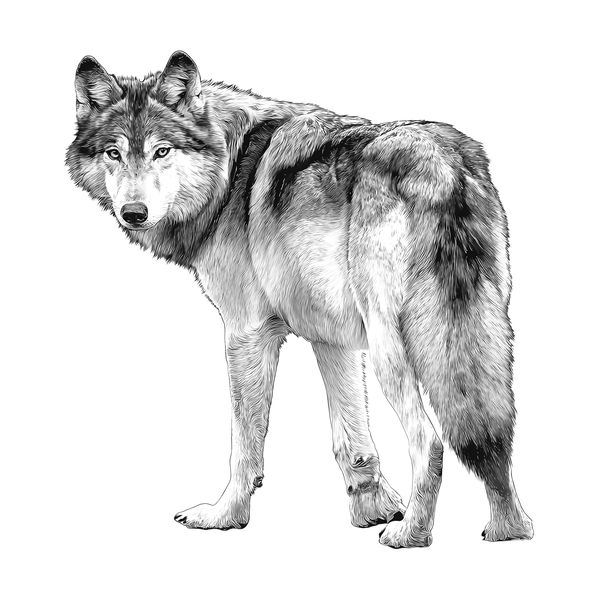 Wolf flash 14 — Apollo Tattoo Studio