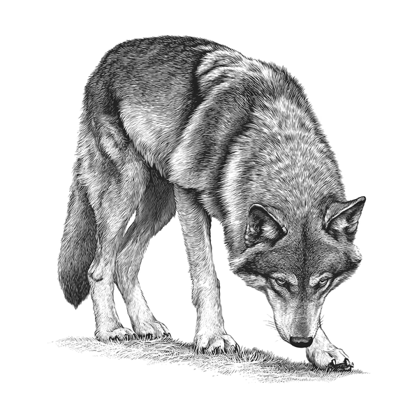 Wolf flash 15 — Apollo Tattoo Studio