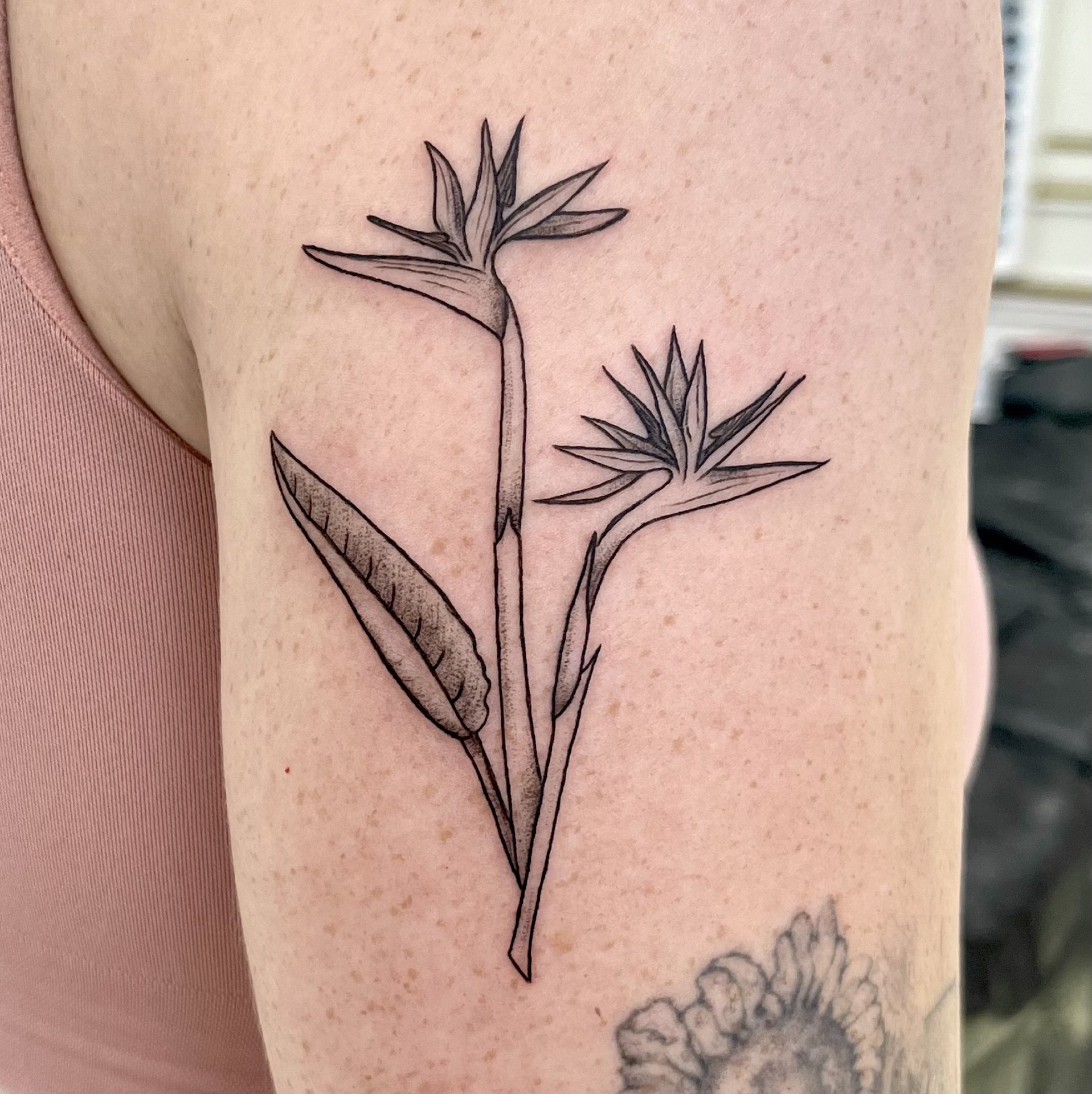 Single needle birds of paradise botanical tattoo